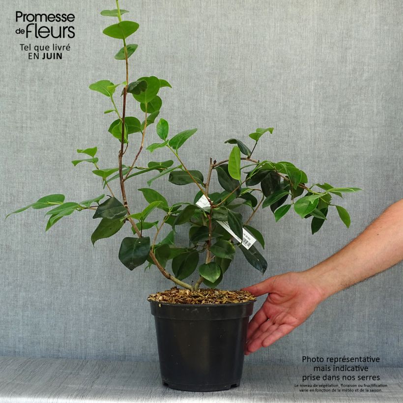 Esimerkki kesällä toimitetusta Kamelia de Higo Fuji Pot de 4L/5L-taimesta