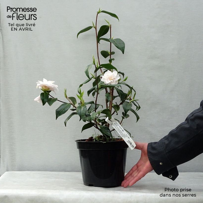 Esimerkki keväällä toimitetusta Kamelia Hagoromo Pot de 4L/5L-taimesta