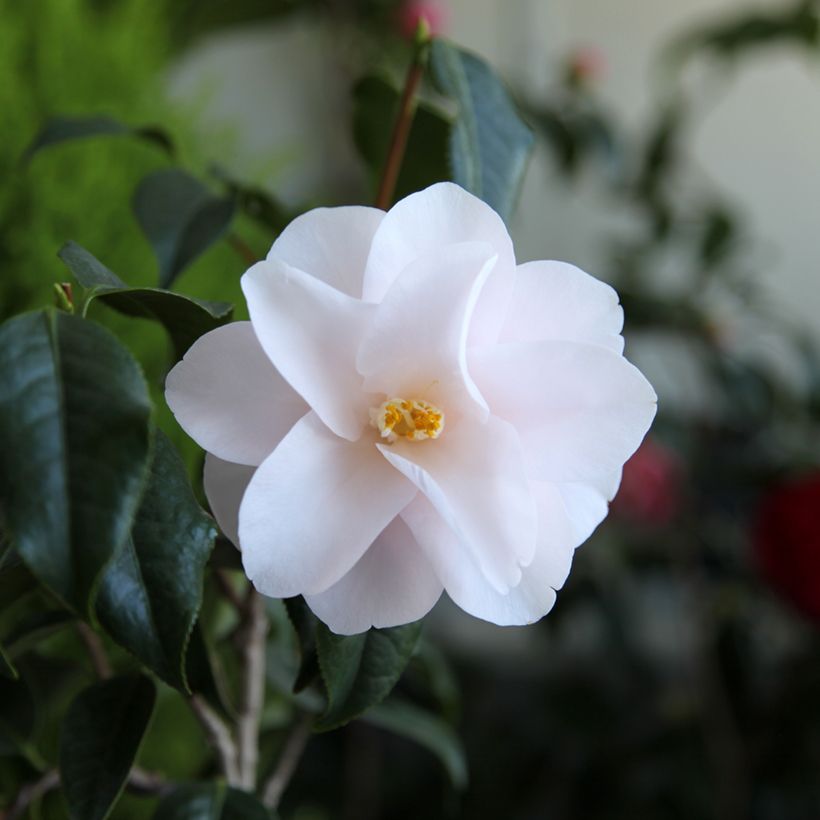 Kamelia Hagoromo (Kukinta)