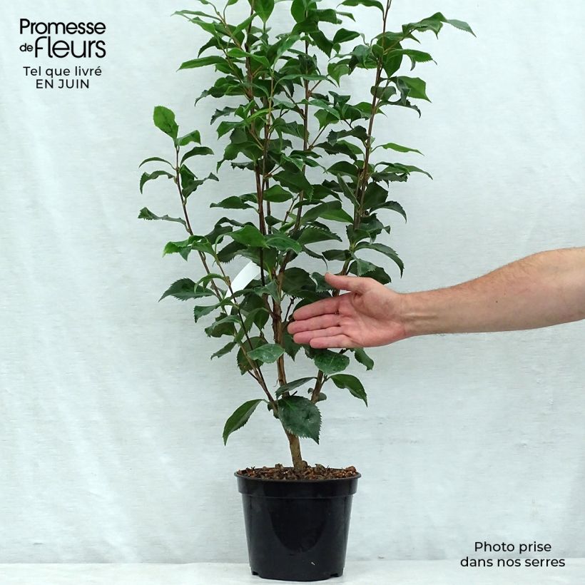 Esimerkki kesällä toimitetusta Kamelia Holly Bright Pot de 4L/5L-taimesta