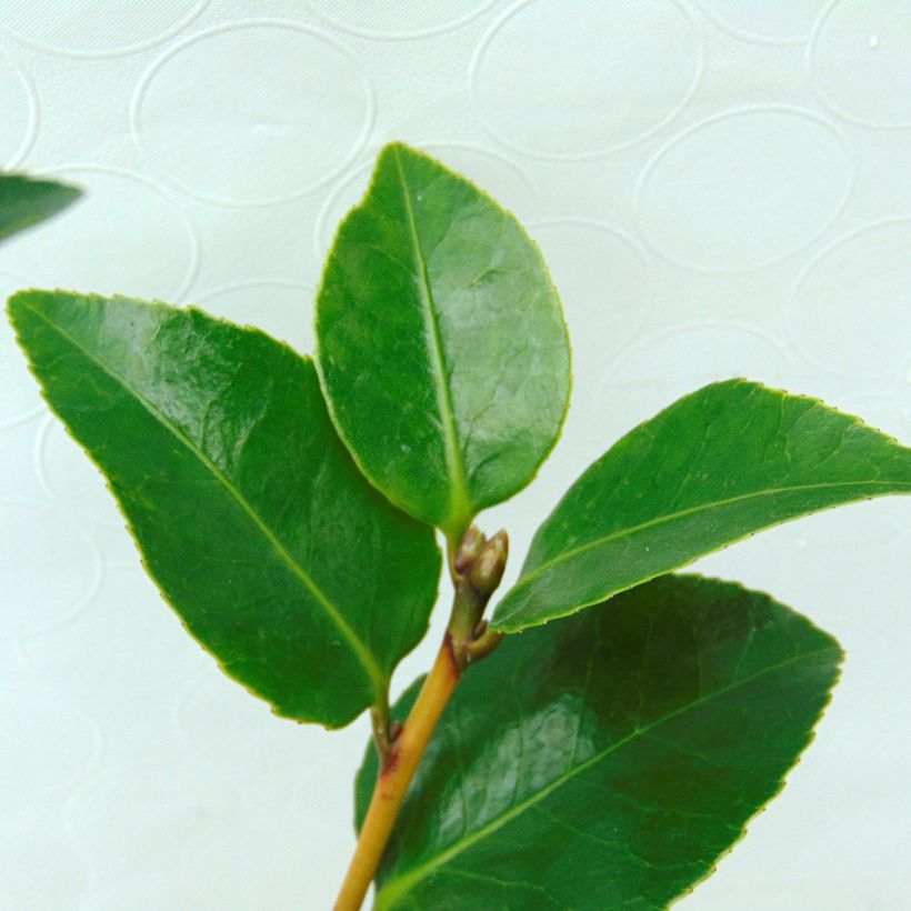 Kamelia Il Gioiello (Lehvistö)