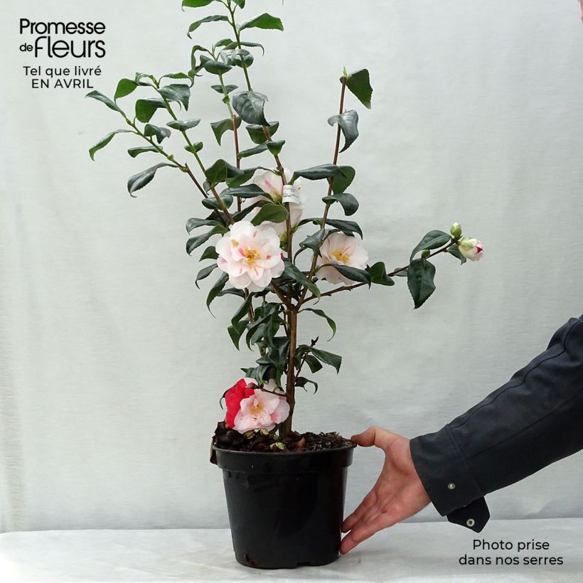 Esimerkki keväällä toimitetusta Kamelia Lady Vansittart Pot de 3L/4L-taimesta