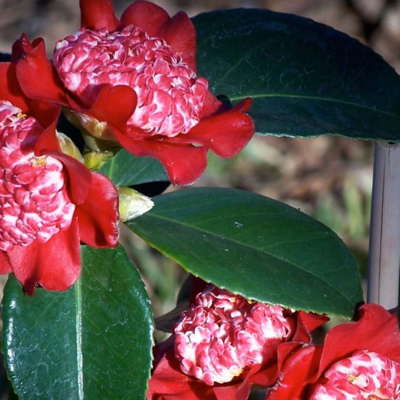 Kamelia Lipstick (Lehvistö)