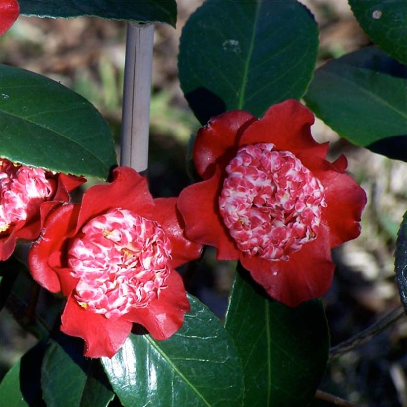 Kamelia Lipstick (Kukinta)