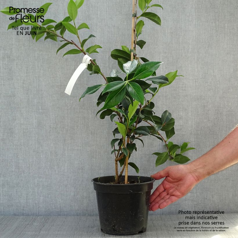 Esimerkki kesällä toimitetusta Kamelia Lucky Star Pot de 4L/5L-taimesta