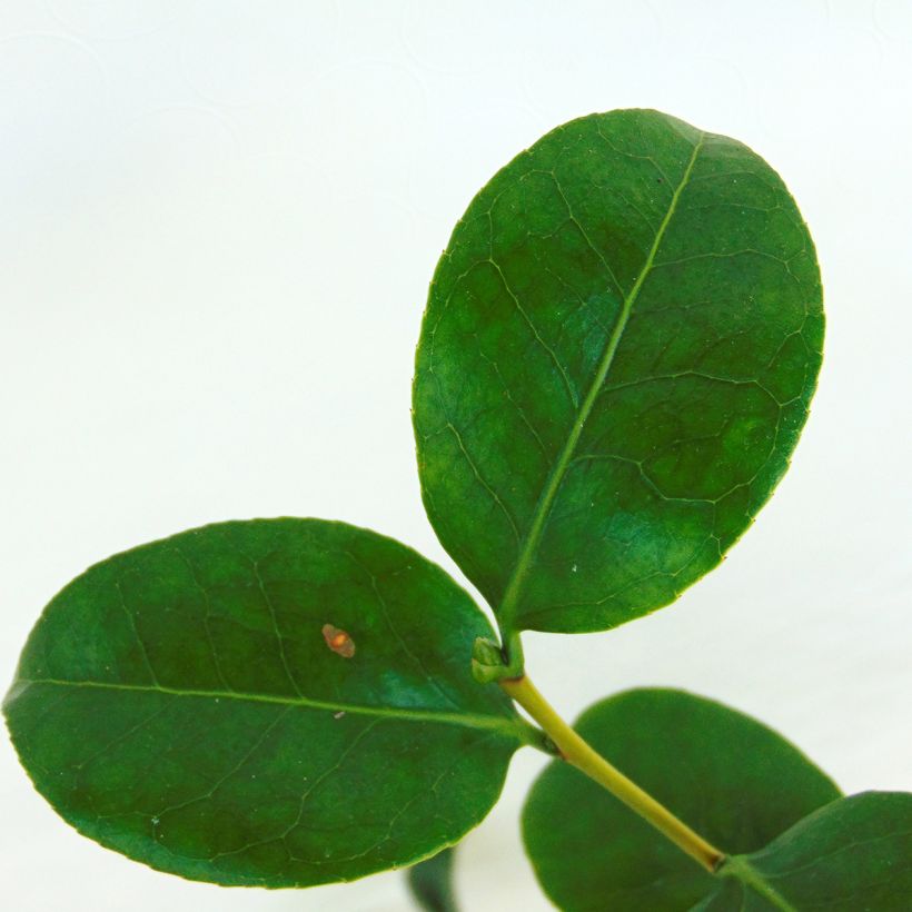 Kamelia Nobilissima (Lehvistö)