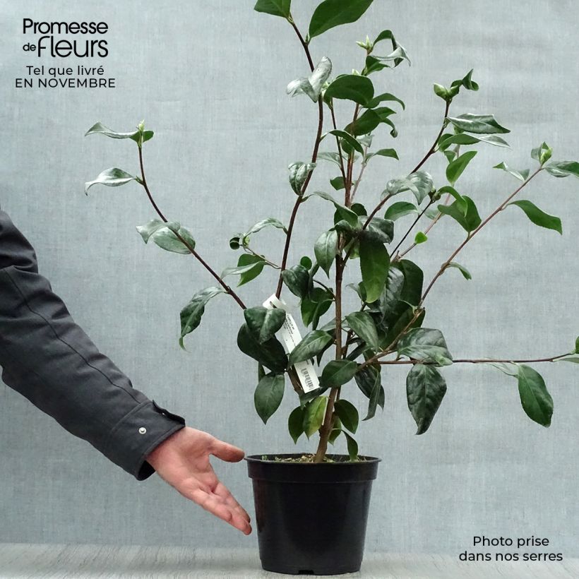 Esimerkki syksyllä toimitetusta Kamelia Paddy's Perfumed 4 litran/5 litran ruukku-taimesta