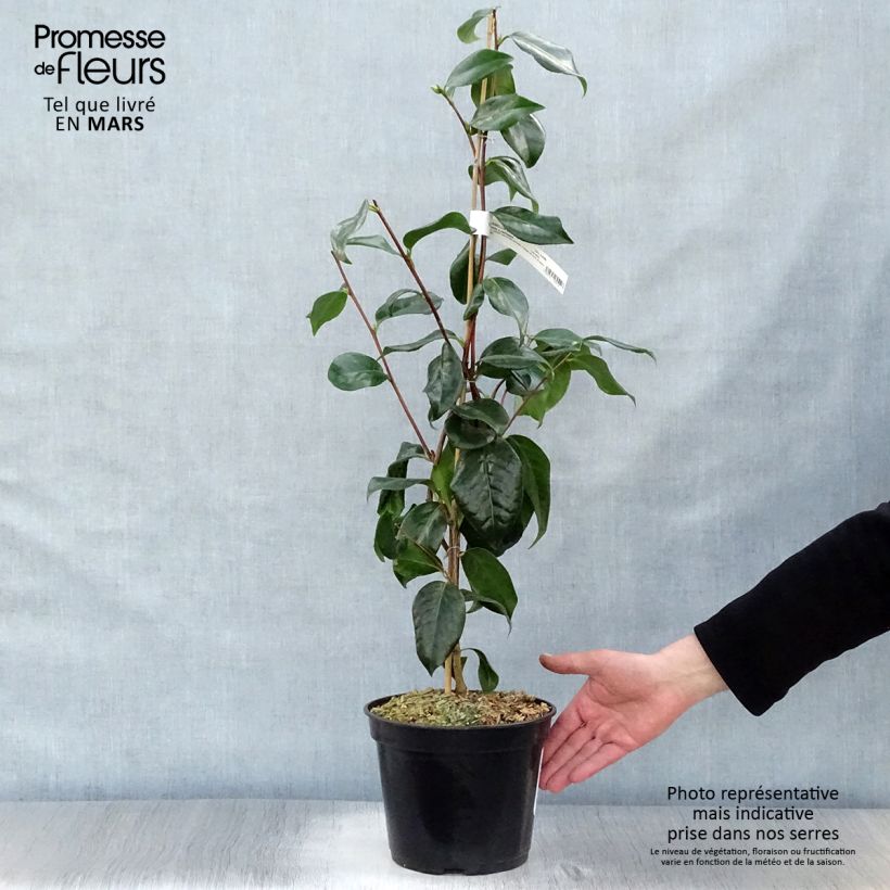 Esimerkki keväällä toimitetusta Kamelia Paddy's Perfumed Pot de 4L/5L-taimesta