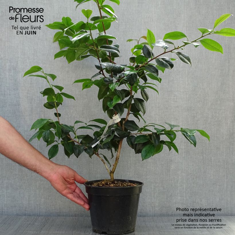 Esimerkki kesällä toimitetusta Kamelia Sanpei Tsubaki Pot de 4L/5L-taimesta