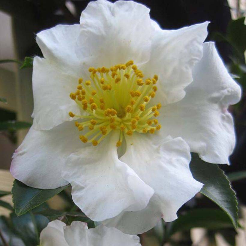 Kamelia Setsugekka (Kukinta)