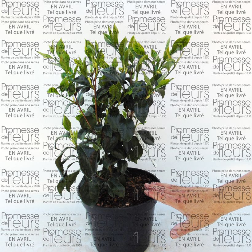 Esimerkki toimitetusta Kamelia Sweet Olive Pot de 4L/5L-taimesta