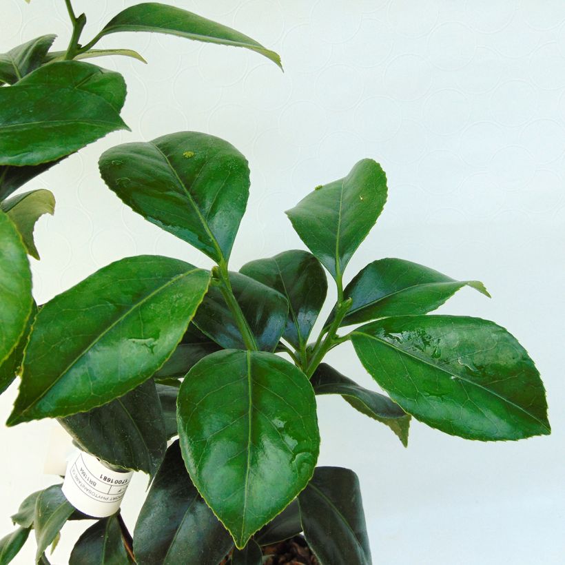 Kamelia Sweet Olive (Lehvistö)