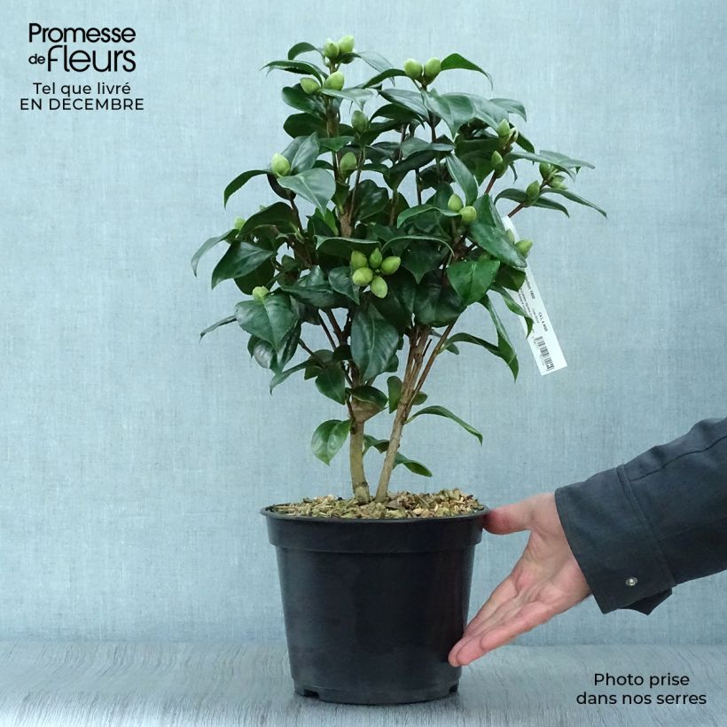 Esimerkki talvella toimitetusta Kamelia Valtevareda Pot de 4L/5L-taimesta
