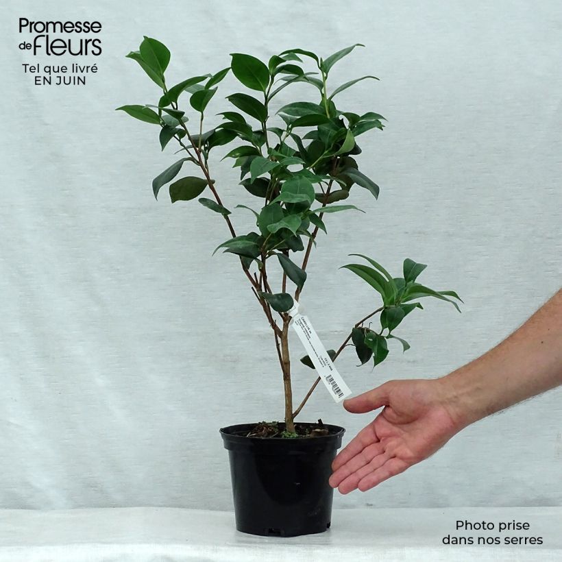 Esimerkki kesällä toimitetusta Kamelia Virginia Robinson Pot de 2L/3L-taimesta