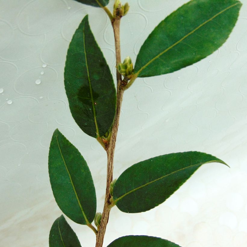 Kamelia Fairy Wand (Lehvistö)