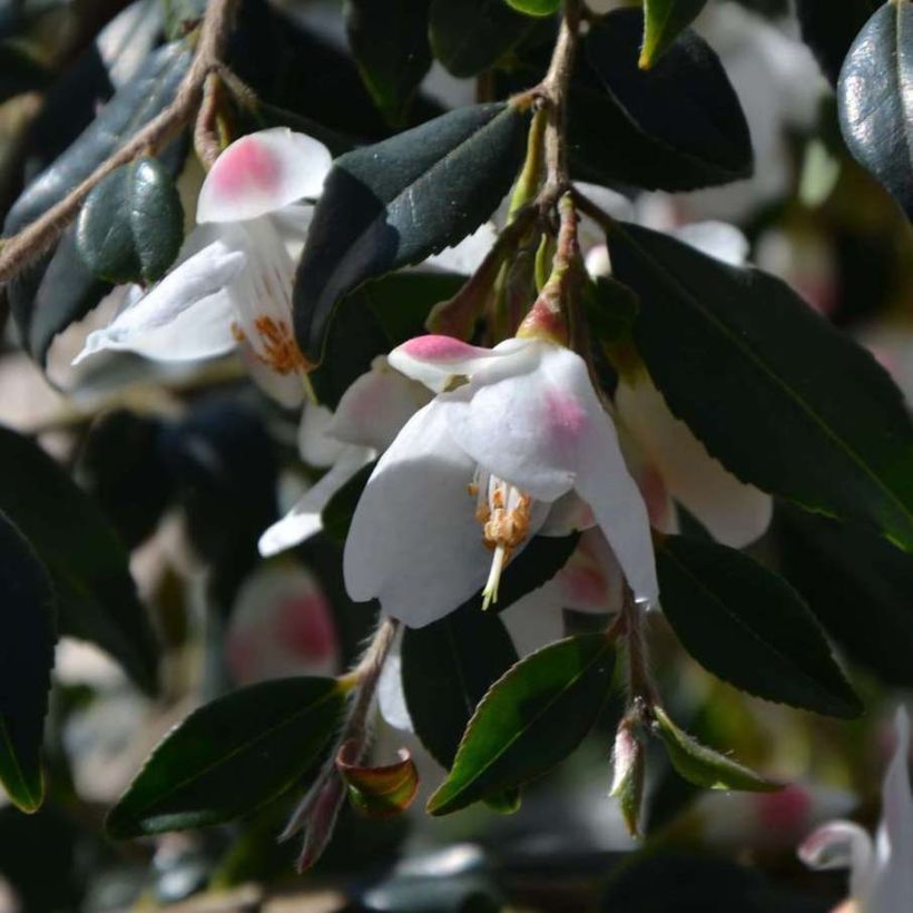 Kamelia Cupido (Kukinta)
