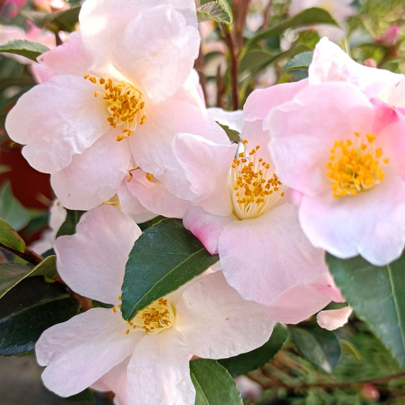 Kamelia Fairy blush (Kukinta)