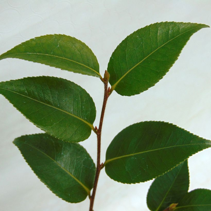 Kamelia Sweet Jane (Lehvistö)