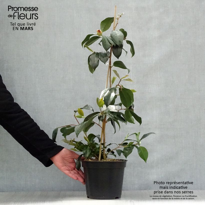 Esimerkki keväällä toimitetusta Kamelia chandleri Elegans Pot de 4L/5L-taimesta