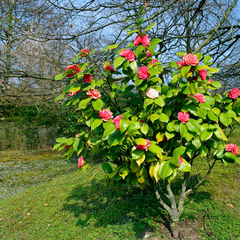 Kamelia chandleri Elegans (Kasvutapa)