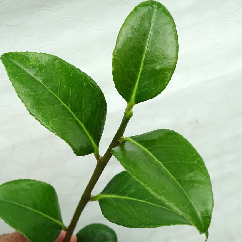 Kamelia Marshmallow (Lehvistö)