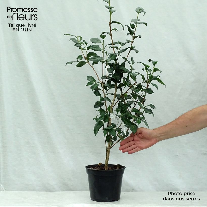 Esimerkki kesällä toimitetusta Kamelia Marshmallow Pot de 4L/5L-taimesta