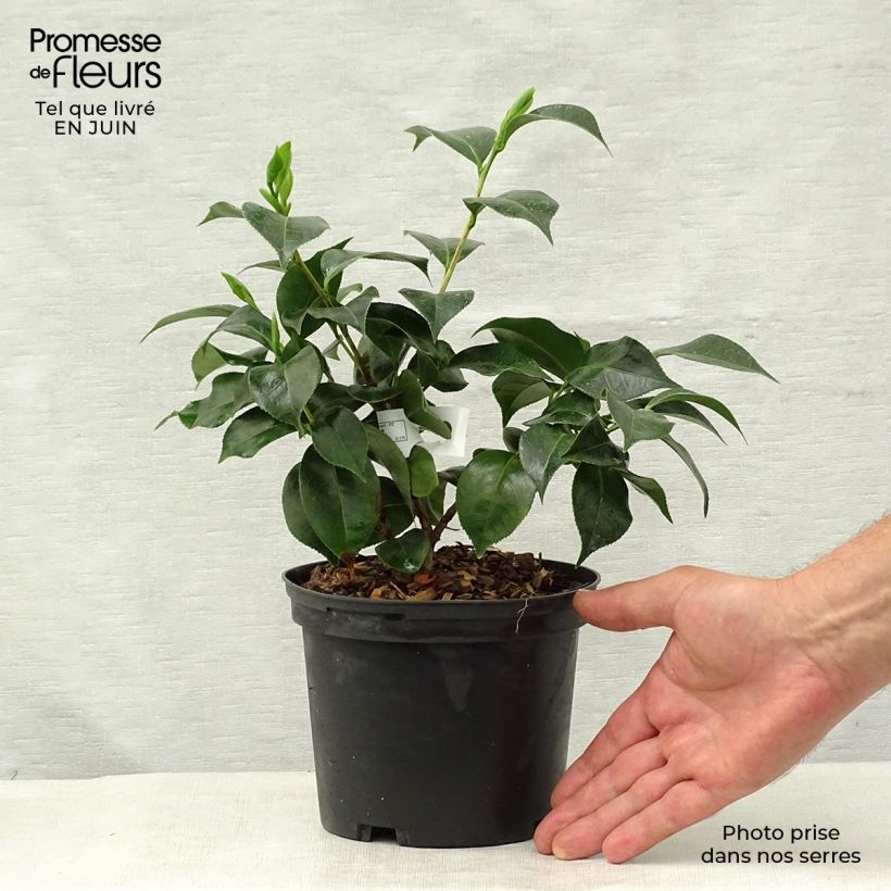 Esimerkki kesällä toimitetusta Kamelia Botanyuki Pot de 2L/3L-taimesta