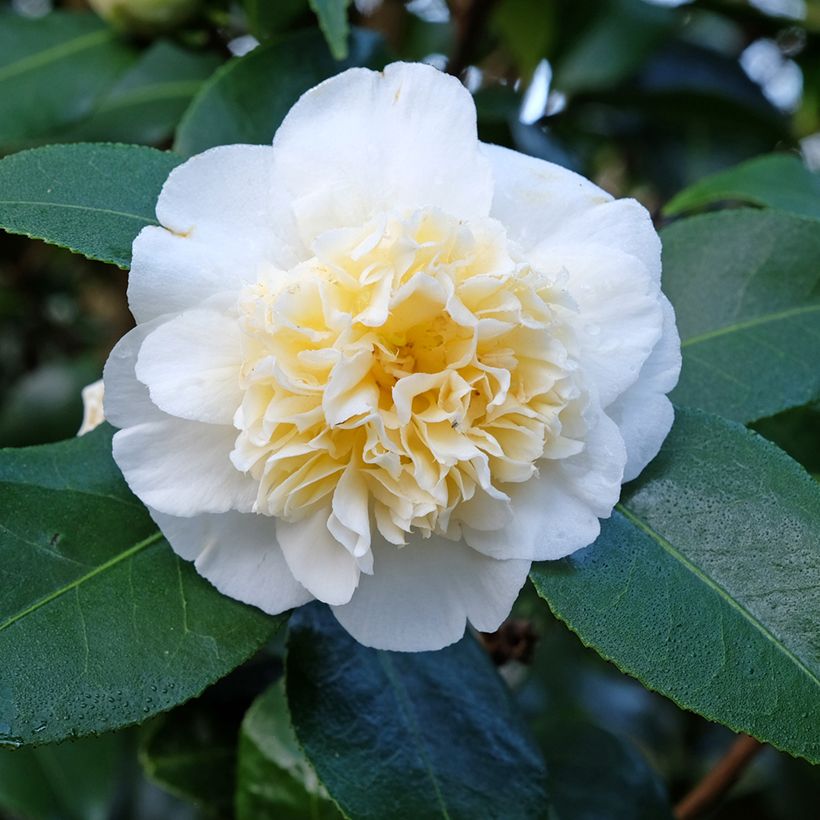 Kamelia Jury's Yellow (Kukinta)