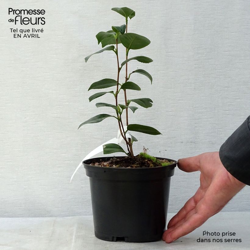 Esimerkki keväällä toimitetusta Kamelia Look Away Pot de 2L/3L-taimesta