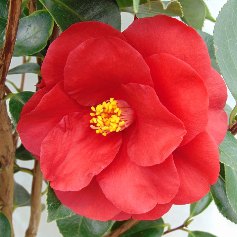 Kamelia Royal Velvet (Kukinta)