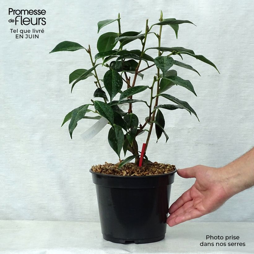 Esimerkki kesällä toimitetusta Kamelia Royal Velvet Pot de 4L/5L-taimesta