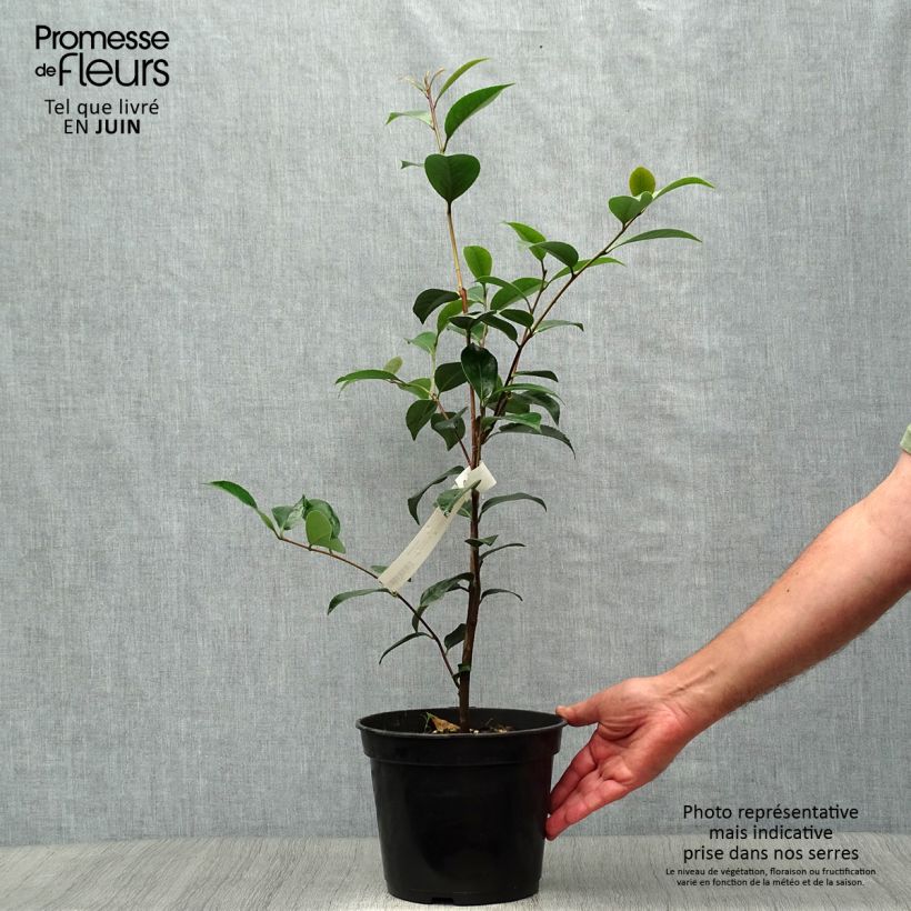 Esimerkki kesällä toimitetusta Kamelia Spring Daze Pot de 4L/5L-taimesta