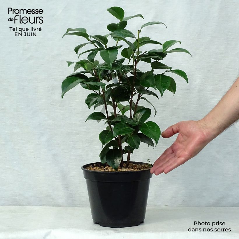 Esimerkki kesällä toimitetusta Kamelia Tom Pouce Pot de 4L/5L-taimesta