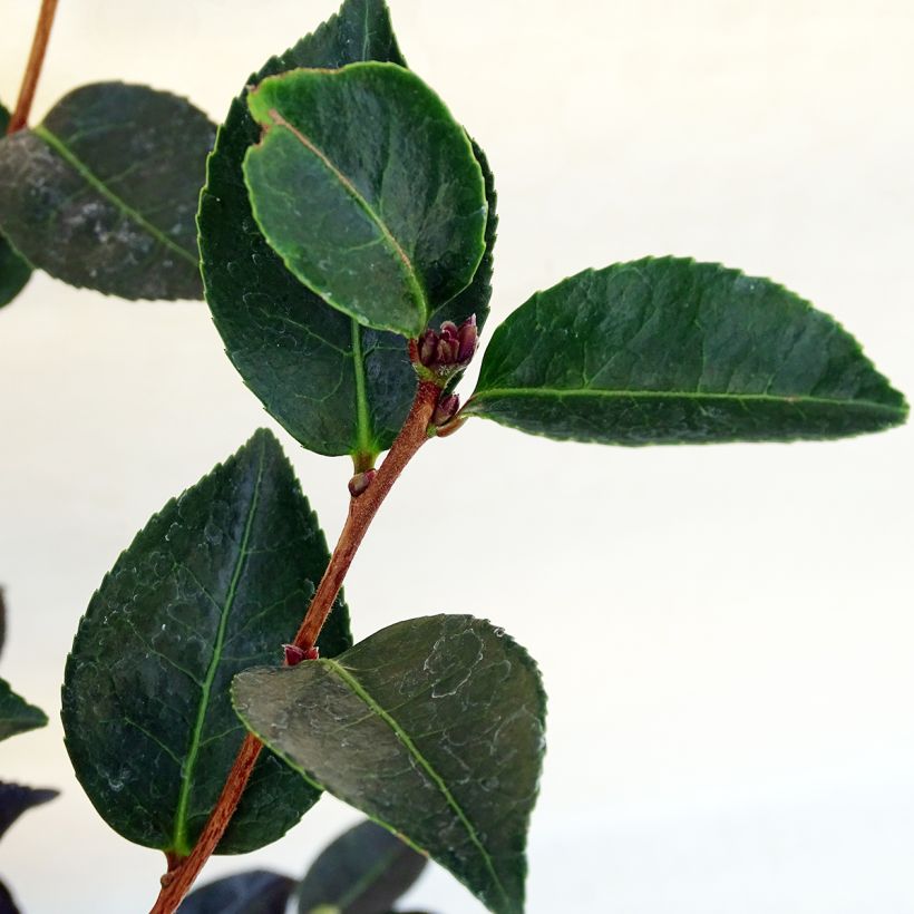 Kamelia Narumi Gaita (Lehvistö)