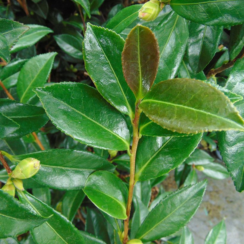Kamelia Early Pearly (Lehvistö)