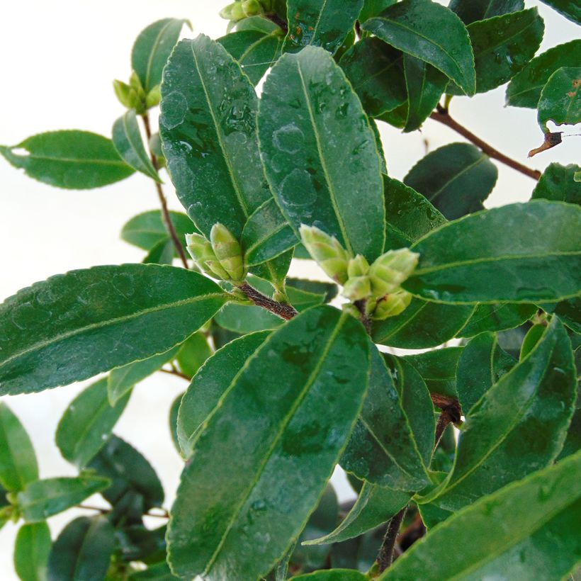 Kamelia Frosted Star (Lehvistö)