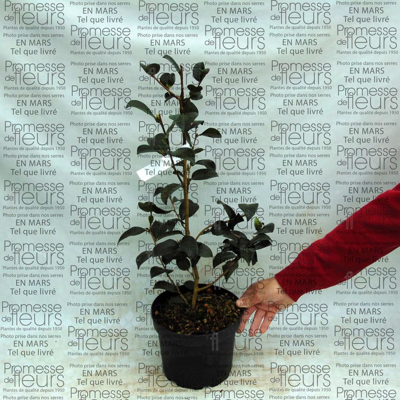Esimerkki toimitetusta Kamelia Gay Border Pot de 4L/5L-taimesta
