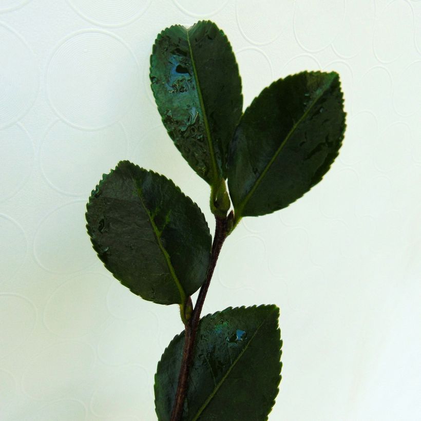 Kamelia Setsugekka (Lehvistö)