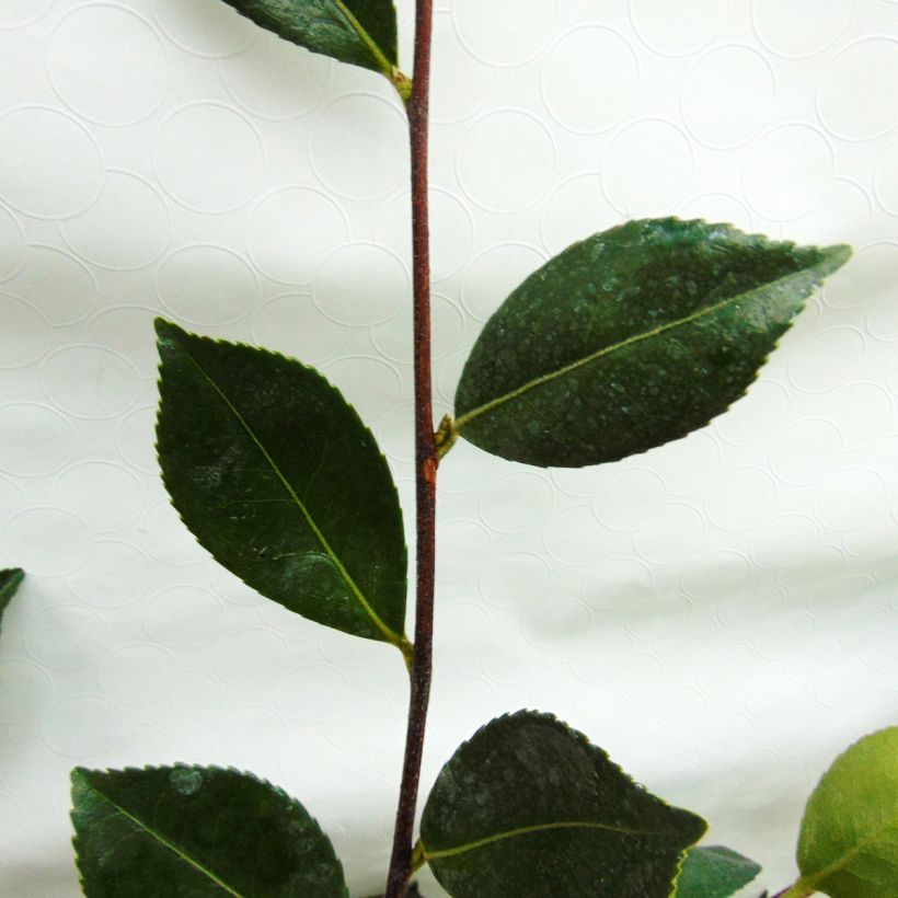 Kamelia Showa no Sakae (Lehvistö)