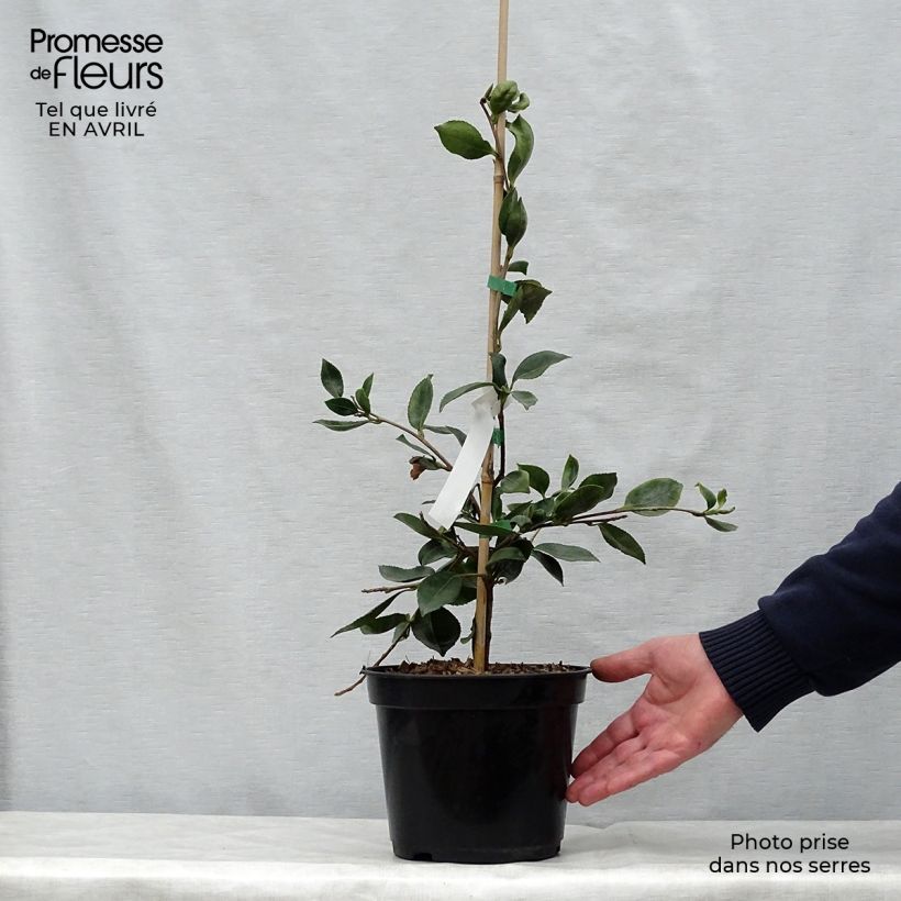 Esimerkki keväällä toimitetusta Kamelia Showa no Sakae Pot de 4L/5L-taimesta