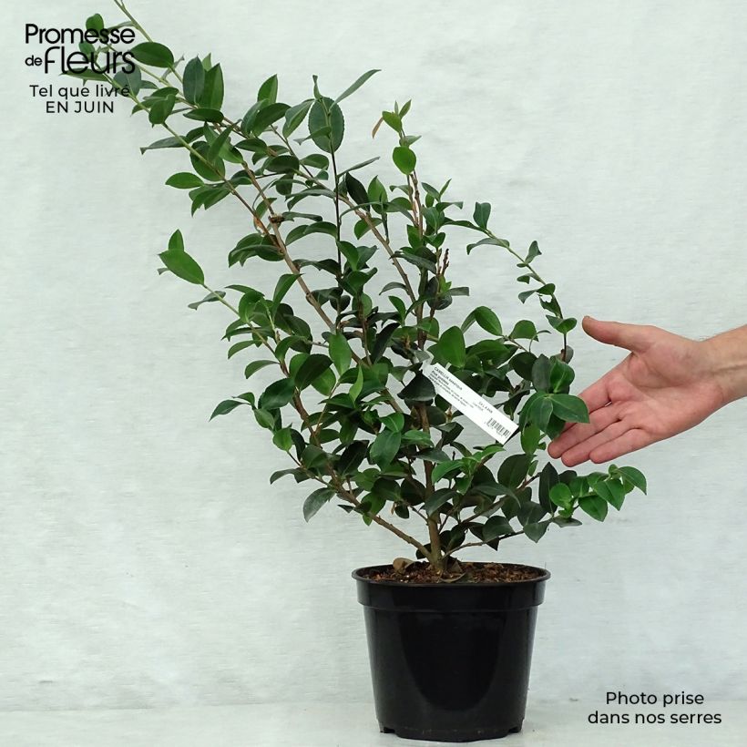 Esimerkki kesällä toimitetusta Kamelia Pink Goddess Pot de 4L/5L-taimesta