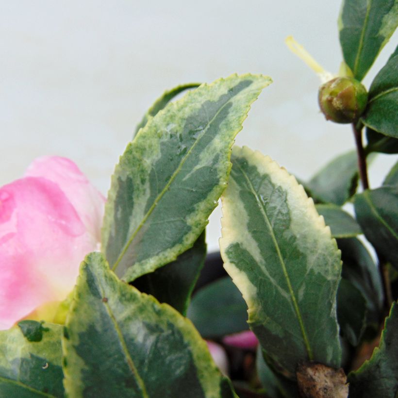 Kamelia Variegata (Lehvistö)