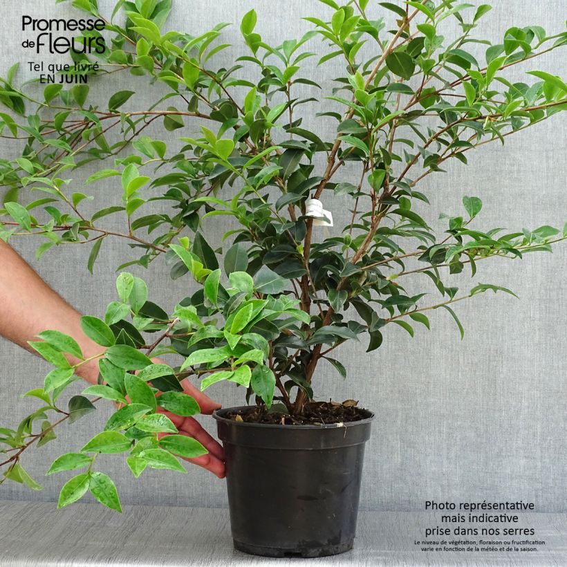 Esimerkki kesällä toimitetusta Kamelia Fuji no Yuki Pot de 4L/5L-taimesta