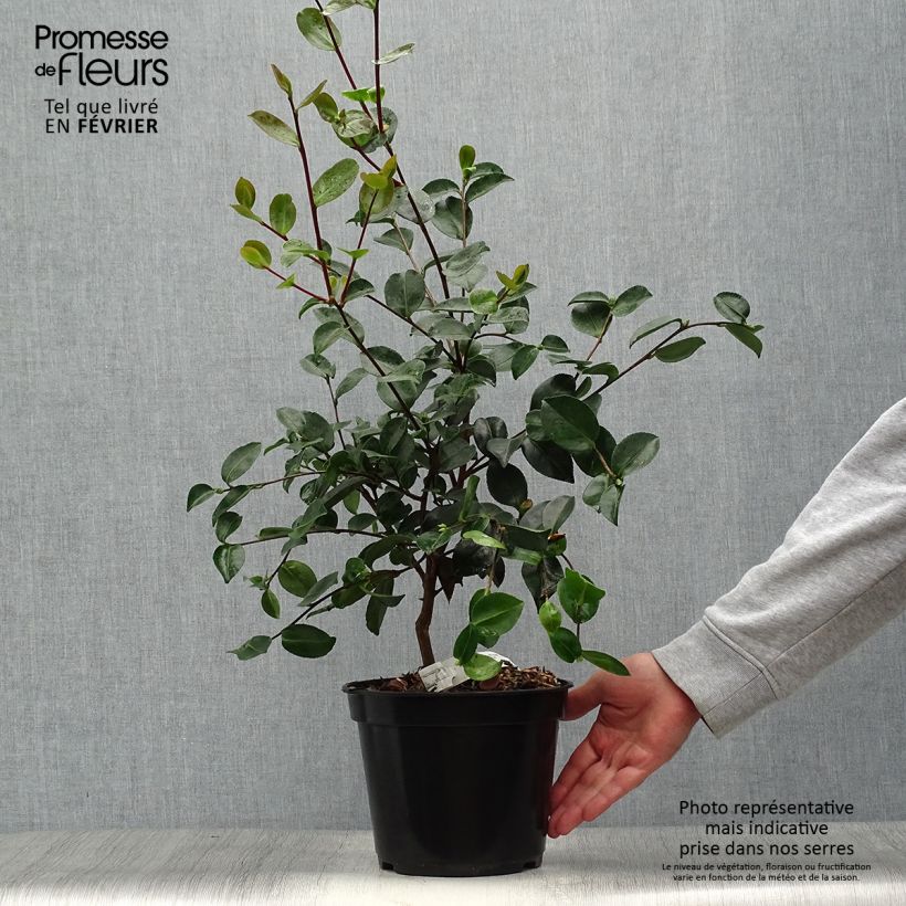 Esimerkki syksyllä toimitetusta Kamelia Plantation Pink 4 litran/5 litran ruukku-taimesta