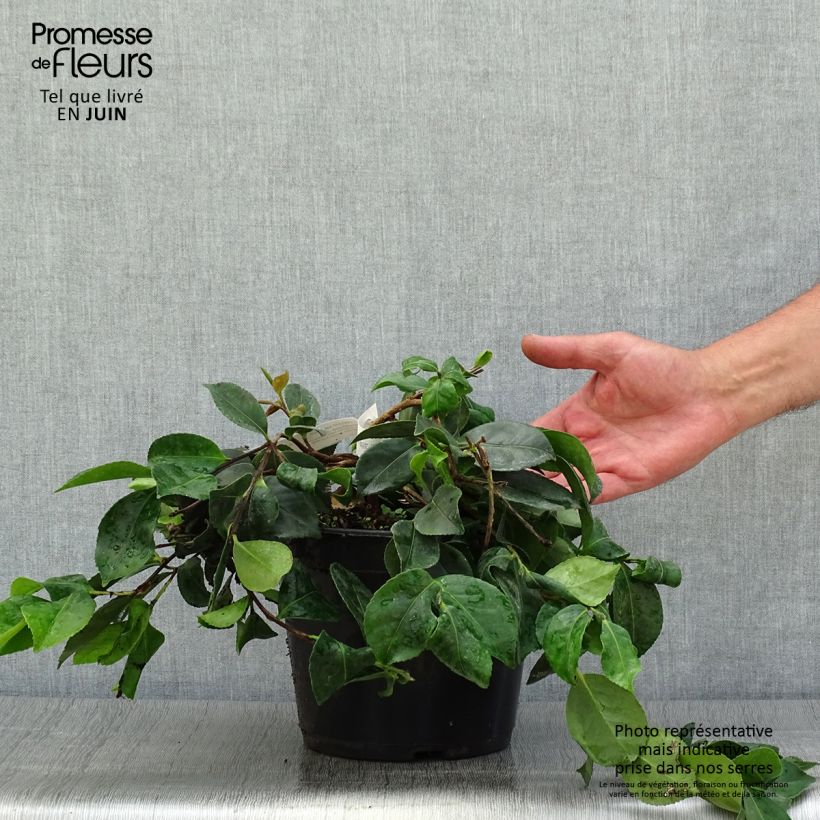 Esimerkki kesällä toimitetusta Kamelia Waterfall Pink Pot de 4L/5L-taimesta