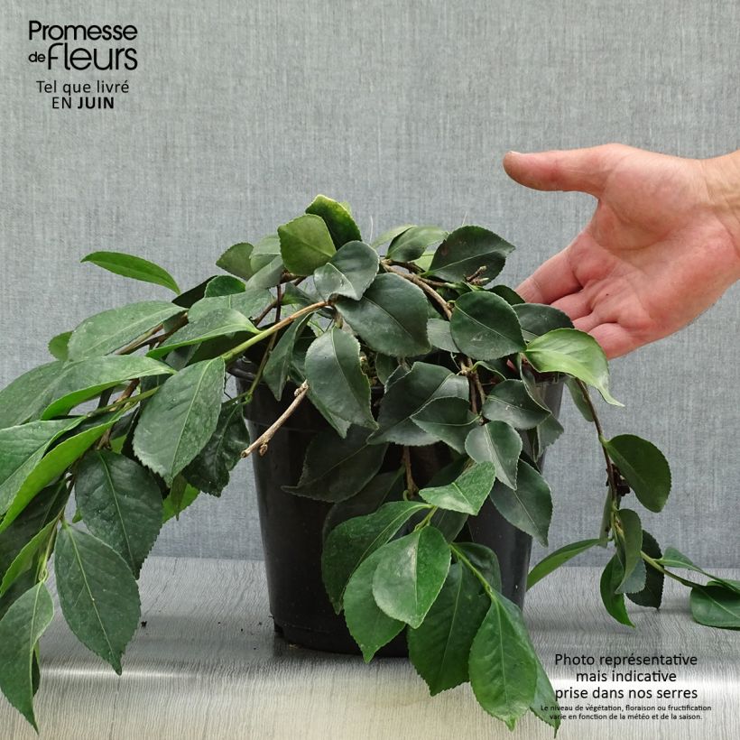 Esimerkki kesällä toimitetusta Kamelia Waterfall White Pot de 4L/5L-taimesta