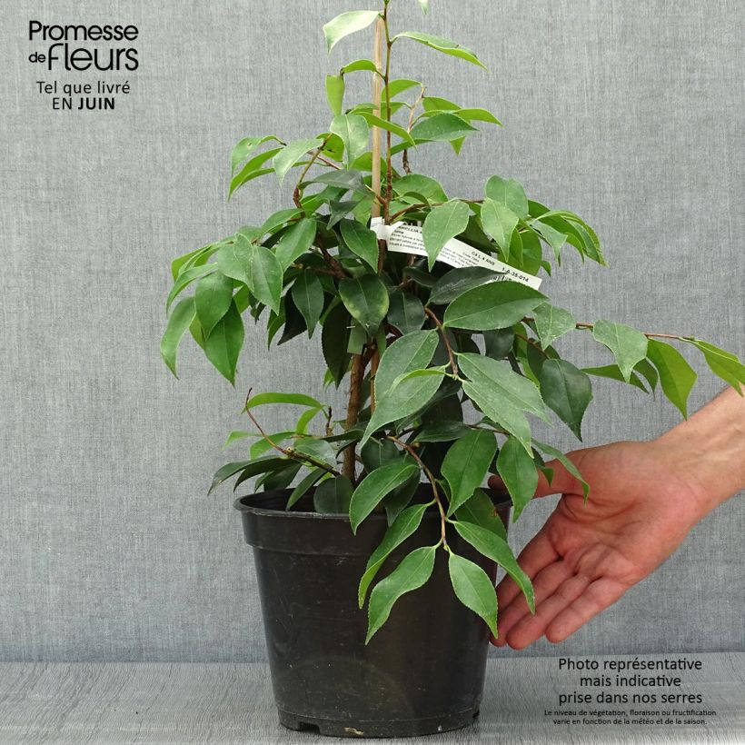 Esimerkki kesällä toimitetusta Kamelia Yume Pot de 4L/5L-taimesta
