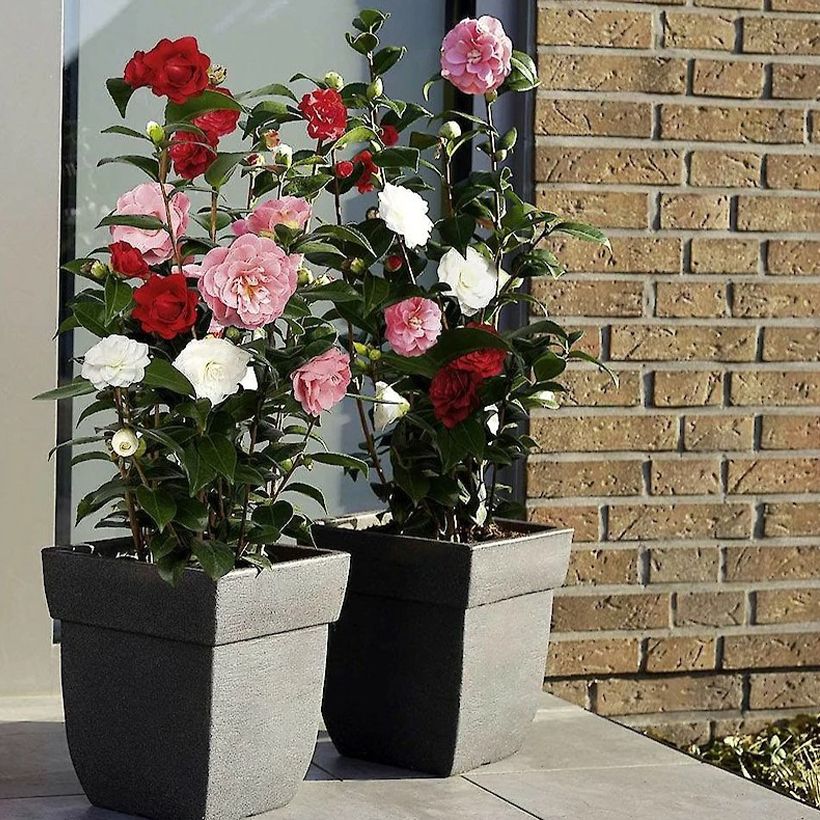Kamelia Three Sisters (Red Pink White) (Kasvutapa)