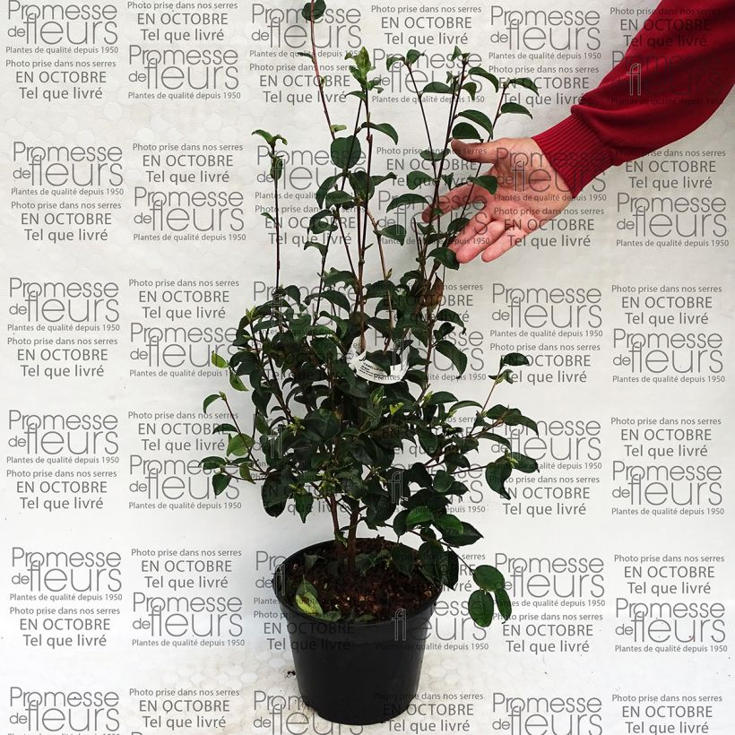 Esimerkki toimitetusta Kamelia - Camellia grijsii Pot de 4L/5L-taimesta