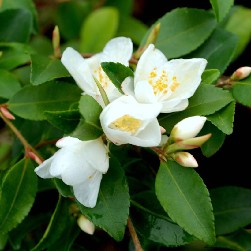 Kamelia - Camellia lutchuensis (Kukinta)